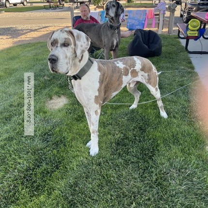 Picture of dog lost at Clifton