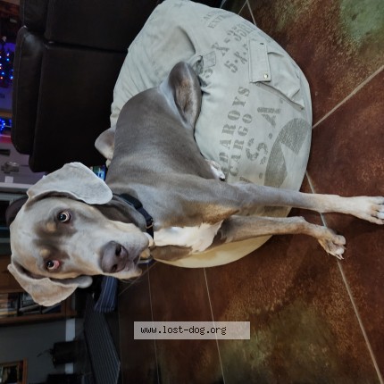 Photo 1/1 Reunited dog Lost in Wichita
