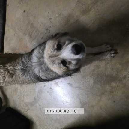 Photo 1/1 Found dog Found in Sapulpa
