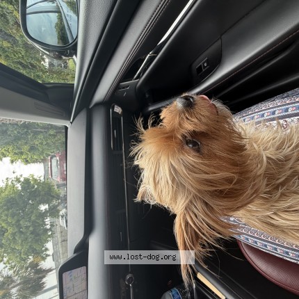 Photo 1/1 chritina Dog lost in Hialeah