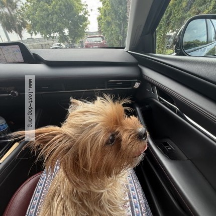 Photo 1/1 chritina Dog lost in Hialeah