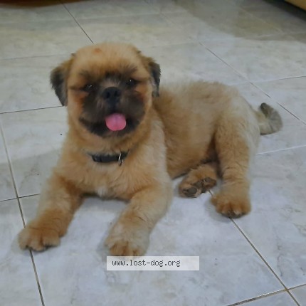 Photo 1/1 Leo Dog lost in N A