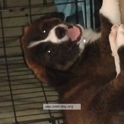 Photo 1/1 leo Dog lost in San Antonio