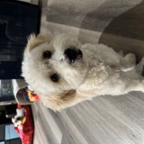 Jackson