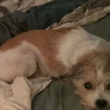 Peanut