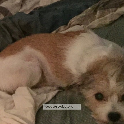 Photo 1/1 Peanut Dog lost in Concord