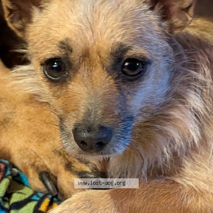 Photo 1/1 Sylvie Dog lost in Fresno