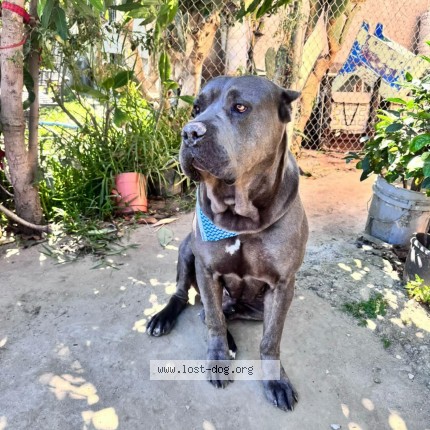 Photo 1/1 t bone Dog lost in Los Angeles