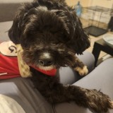 Mateo