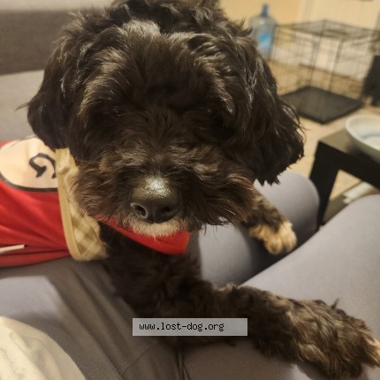 Photo 1/1 Mateo Dog lost in Opa Locka