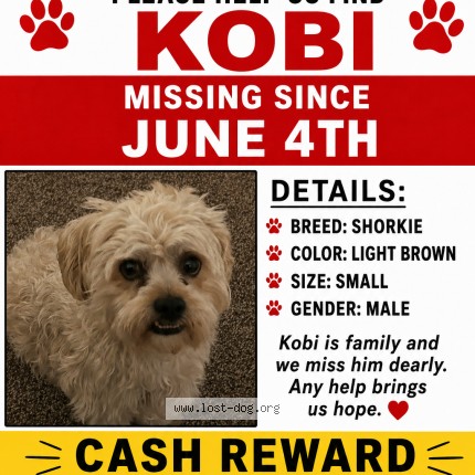 Photo 1/1 kobi Dog lost in Chicago