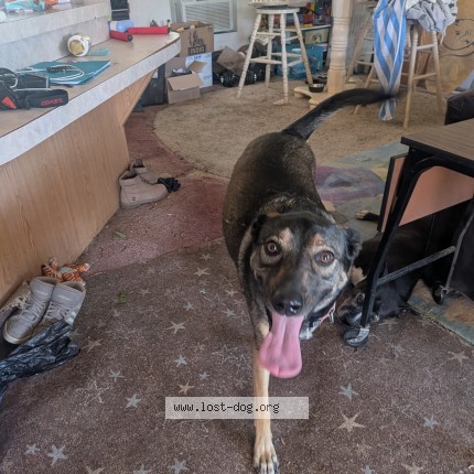 Photo 1/1 tinsel Dog lost in Abq