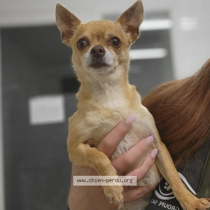 Foto di cane trovato a Ozoir La Ferriere