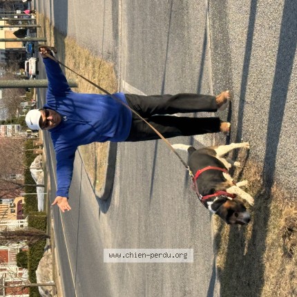 Photo 1/1 Negrito Dog lost in Ste Catherine