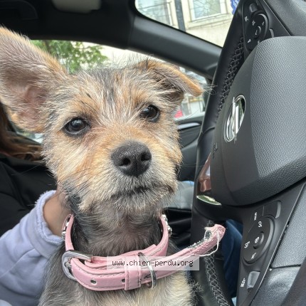 Foto 1/1 Hond teruggevonden Gevonden in Fleurus