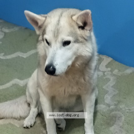 Photo 1/1 William Willis Dog lost in Sacramento