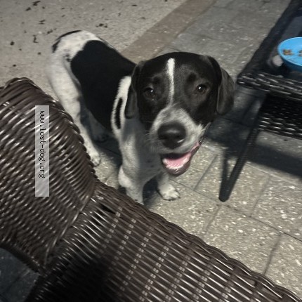 Photo 1/1 Found dog Found in Pompano Beach