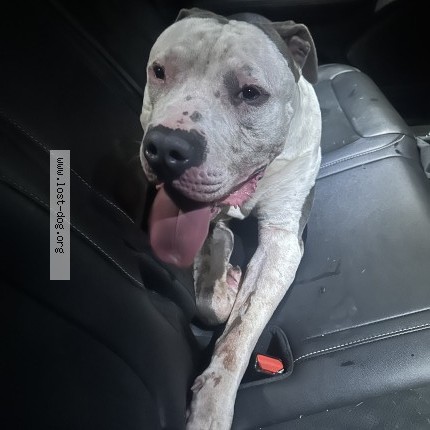 Photo 1/1 Found dog Found in Blueprings