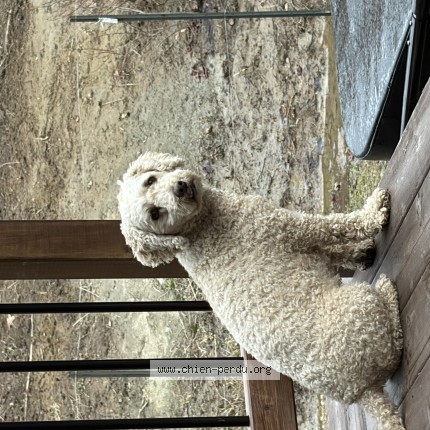 Picture of dog lost at Val Des Monts Secteur St Pierre