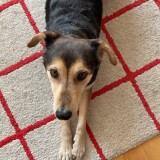 Remus