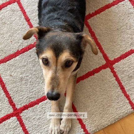 Photo 1/1 Remus Dog lost in Montreal