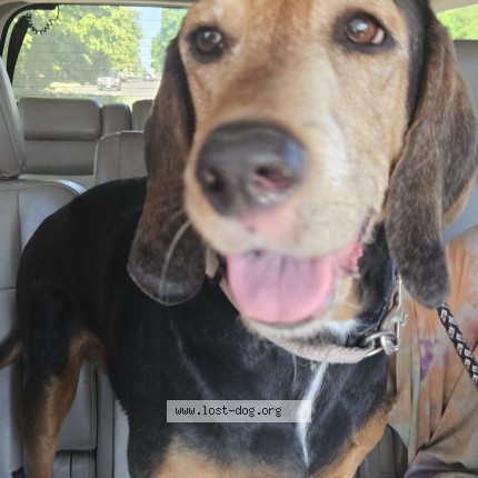 Photo 1/1 Reunited dog Found in Airway Heights