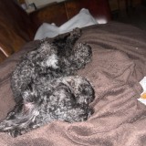 charlie