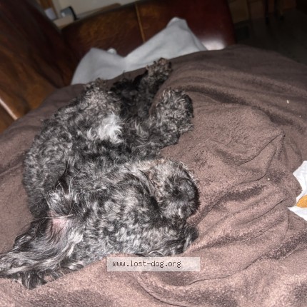 Photo 1/1 charlie Dog lost in Genoa Ity