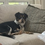 Roxie