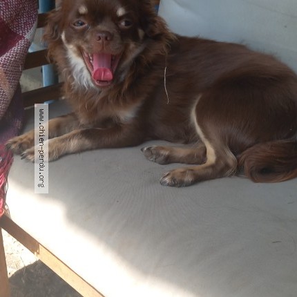 Photo of a dog found in Chasne Sur Illet