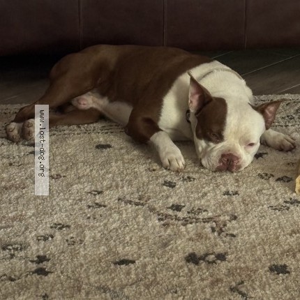 Photo 1/1 Found dog Found in Clovis