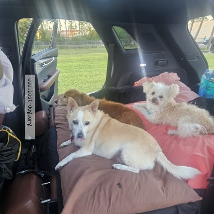Photo 1/1 molly Dog lost in Northport