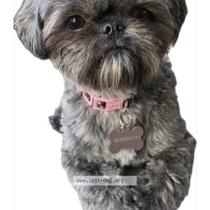 Photo 1/2 Mochi Dog lost in Kansas City