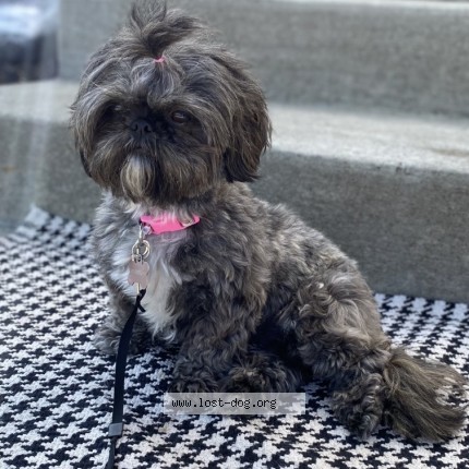 Photo 2/2 Mochi Dog lost in Kansas City