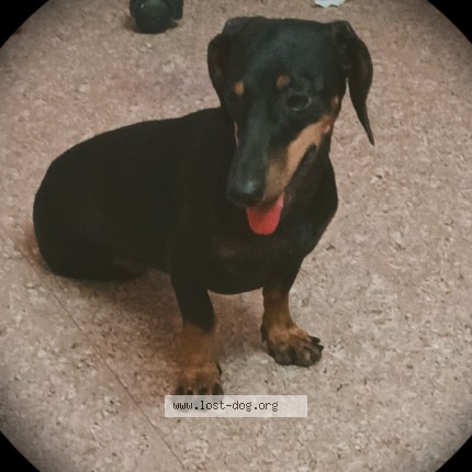 Photo 1/1 sara Dog lost in Coimbatore