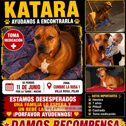 Photo of a dog found in Villa Rosa Pilar