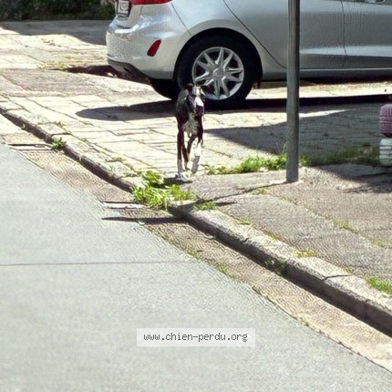 Foto van gevonden hond in Montignies Sur Sambre