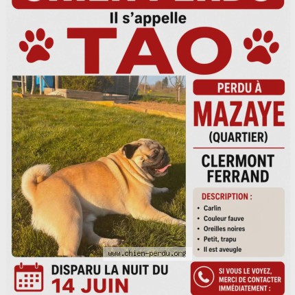 Photo of a dog found in Mazaye