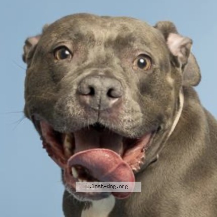 Photo 1/1 Reunited dog Lost in Phoenix