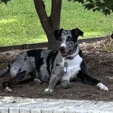 Maggie