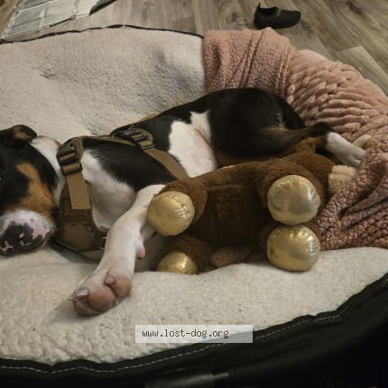 Photo 1/1 eevee Dog lost in Elizabethton