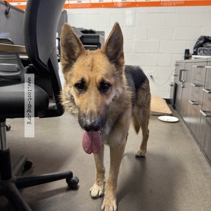 Photo 1/1 Found dog Found in Phoenix
