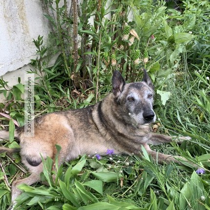 Foto eines wiedergefundenen Hundes in Laigneville