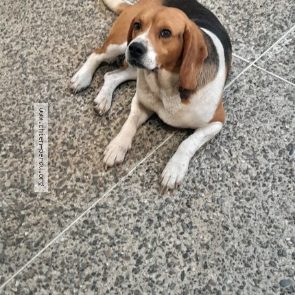 Foto eines wiedergefundenen Hundes in Esparros