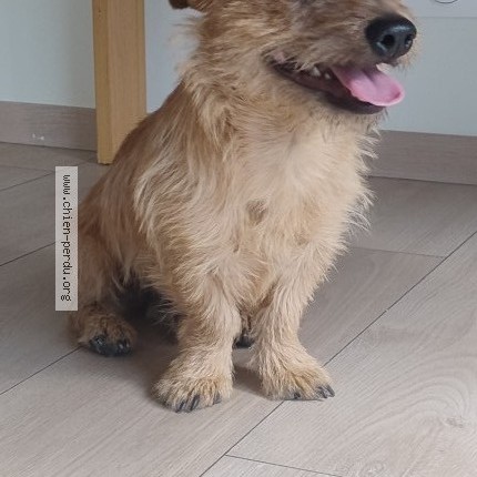 Photo 1/3 Found dog Found in Eysines