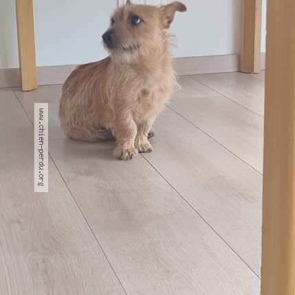 Photo 2/3 Found dog Found in Eysines