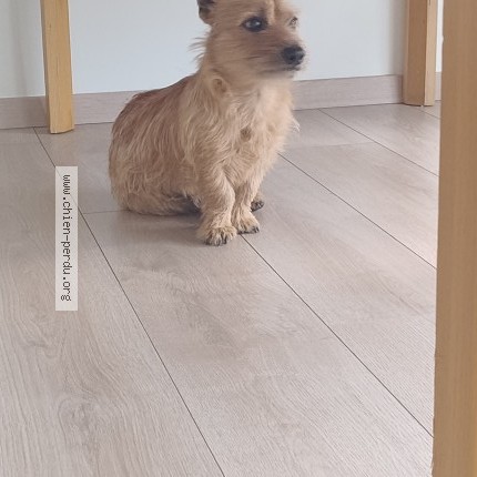 Photo 3/3 Found dog Found in Eysines
