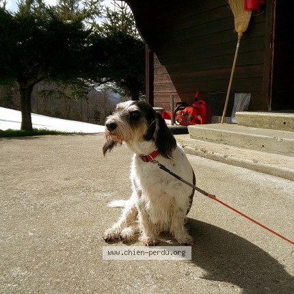 Foto di cane smarrito a Eschert