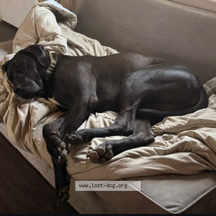 Photo 1/1 Zeus Dog lost in Amarillo