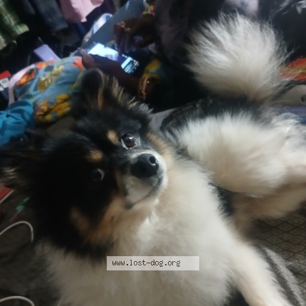 Photo 1/1 KIGH Dog lost in Pittsburg